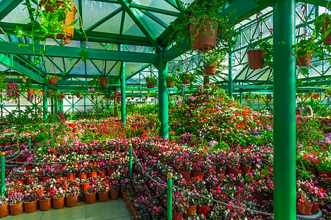 The 127 species of ferns and orchids inside the glass house is a major attraction